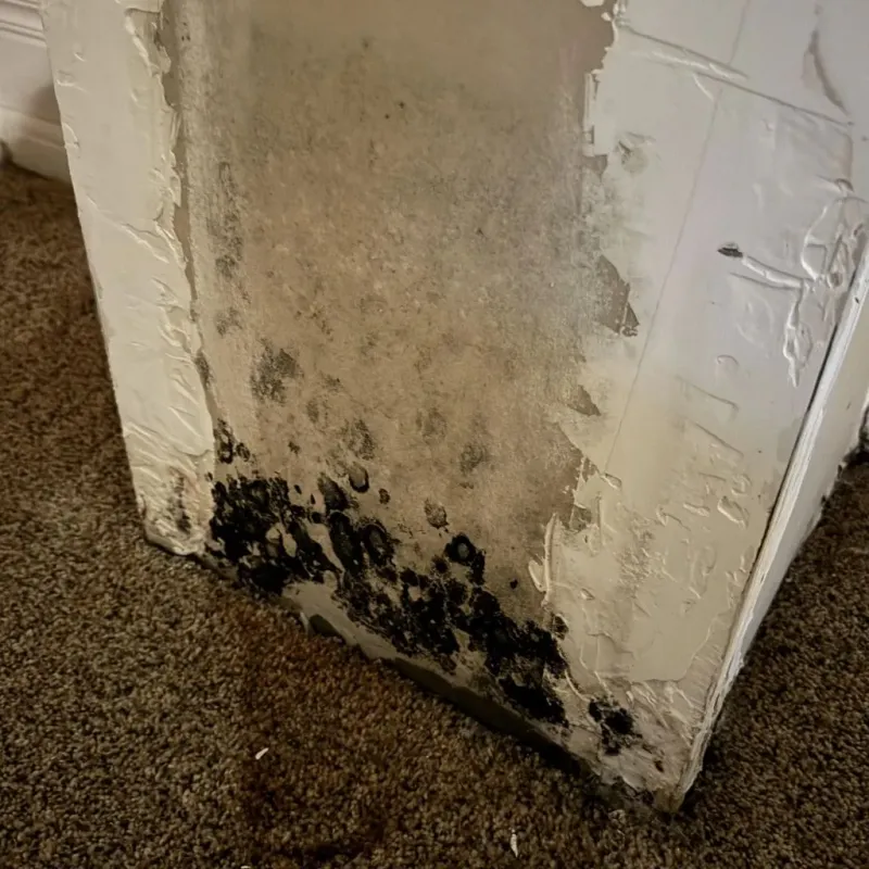 Professional Mold Removal in Gunter, TX